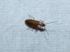 Nacerdes sp.